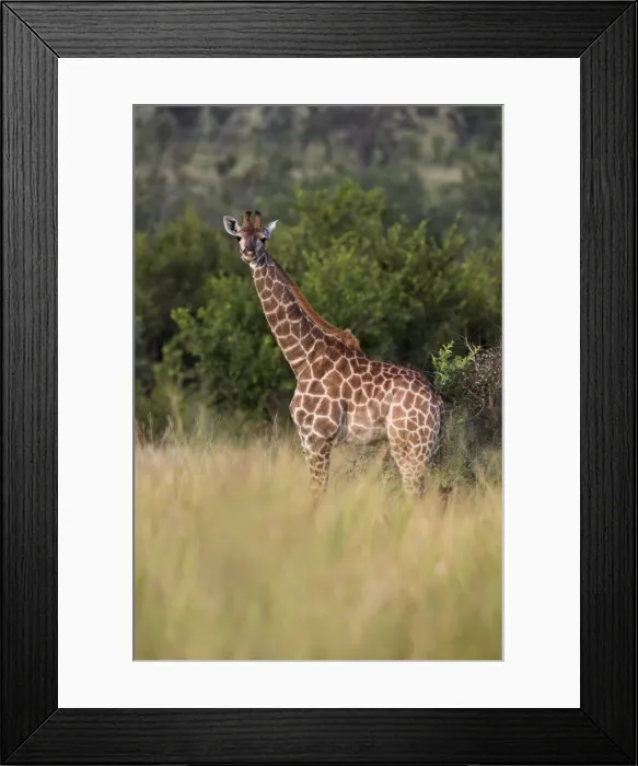 Framed Print : Giraffe (Giraffa camelopardalis) Framed Print : Giraffe (Giraffa camelopardalis)