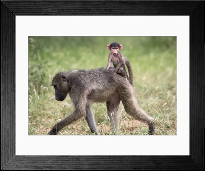 Framed Print : Young chacma baboon