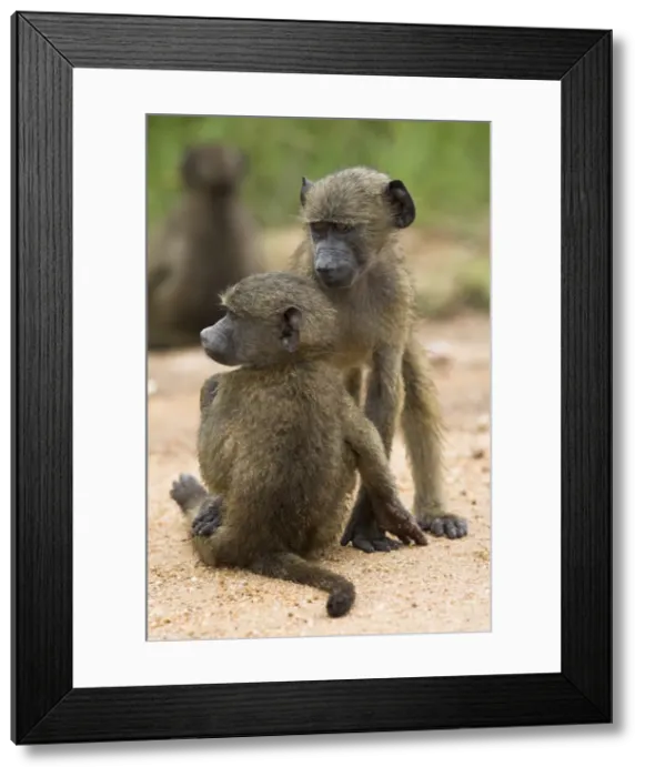 Framed Print : Young chacma baboons (Papio cynocephalus ursinus) playing Framed Print : Young chacma baboons (Papio cynocephalus ursinus) playing