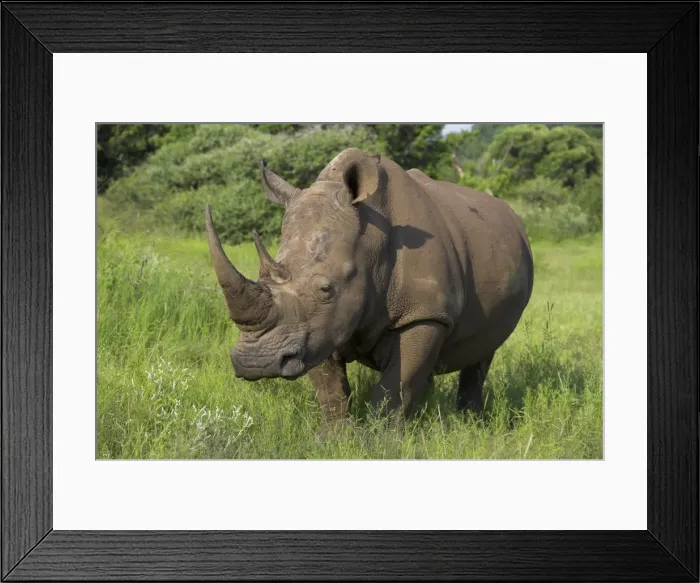 Framed Print : White rhino (Ceratotherium simum) Framed Print : White rhino (Ceratotherium simum)