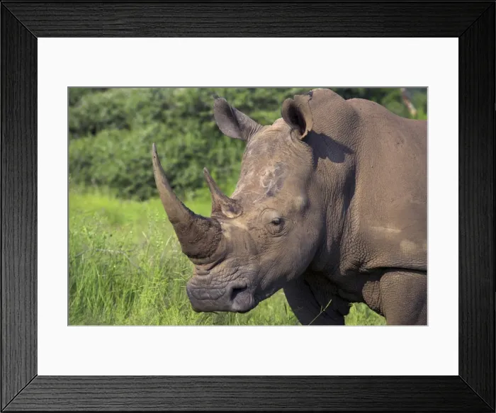 Framed Print : White rhino (Ceratotherium simum) Framed Print : White rhino (Ceratotherium simum)