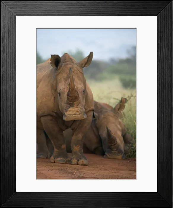 Framed Print : White rhino (Ceratotherium simum) Framed Print : White rhino (Ceratotherium simum)
