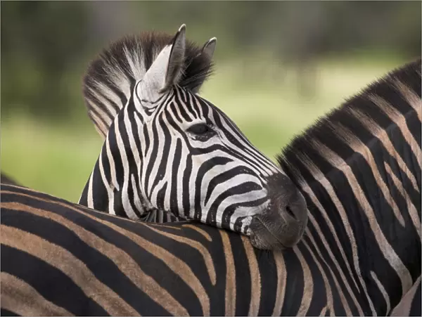 Burchells (plains) zebra (Equus burchelli)