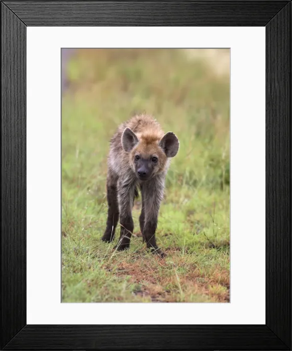 Framed Print : Young spotted hyena (Crocuta crocuta) Framed Print : Young spotted hyena (Crocuta crocuta)