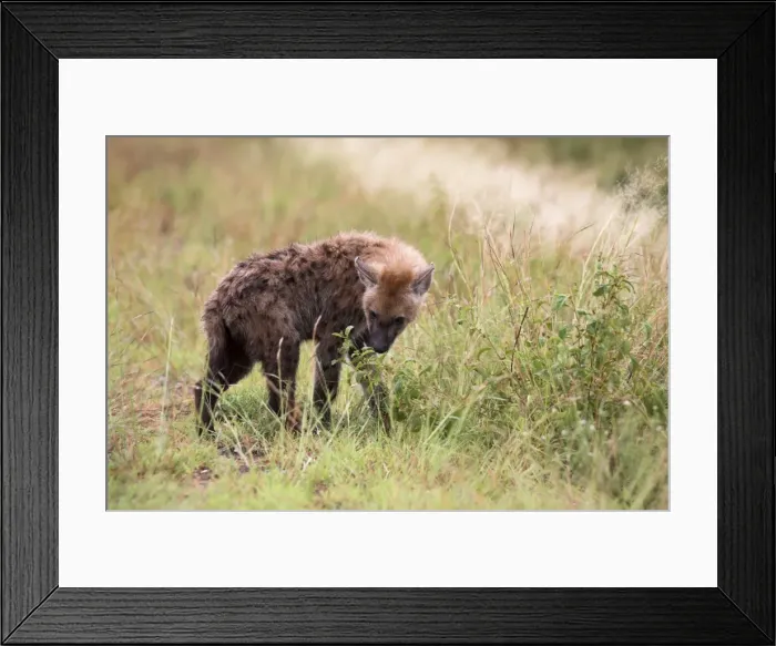 Framed Print : Young spotted hyena (Crocuta crocuta) Framed Print : Young spotted hyena (Crocuta crocuta)