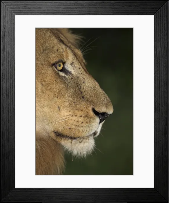 Framed Print : Lion (Panthera leo) Framed Print : Lion (Panthera leo)