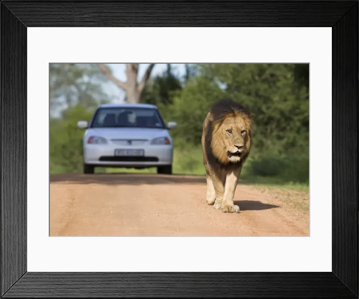 Framed Print : Lion (Panthera leo) Framed Print : Lion (Panthera leo)