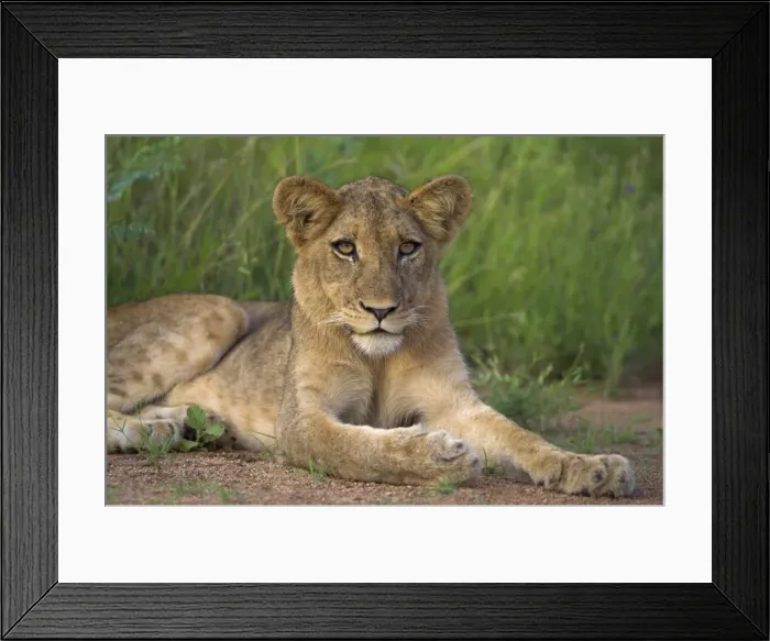 Framed Print : Lion (Panthera leo) Framed Print : Lion (Panthera leo)