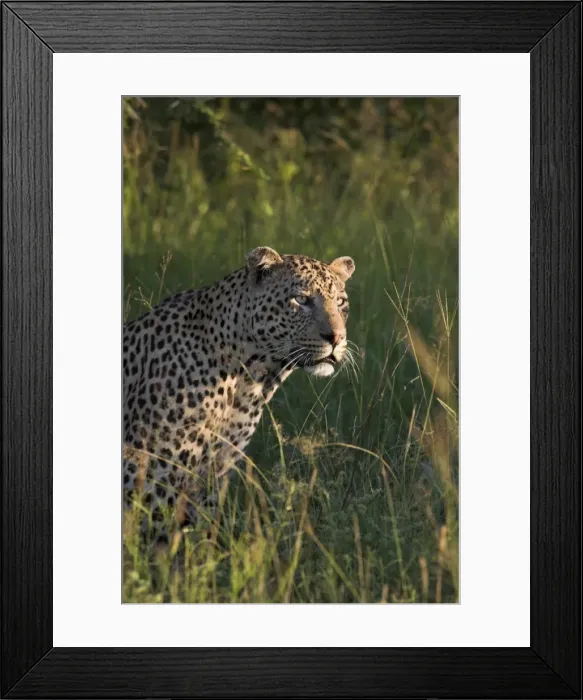 Framed Print : Leopard (Panthera pardus)