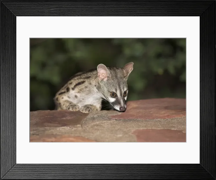 Framed Print : Large-spotted genet (Genetta tigrina) Framed Print : Large-spotted genet (Genetta tigrina)