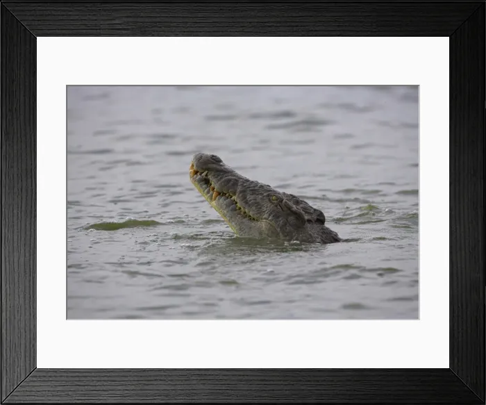 Framed Print : Nile crocodile Framed Print : Nile crocodile