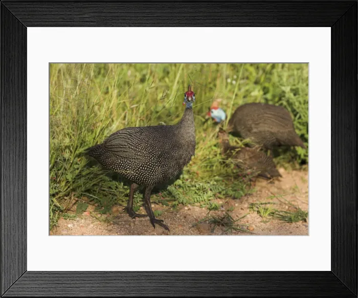 Framed Print : Helmeted guineafowl Framed Print : Helmeted guineafowl