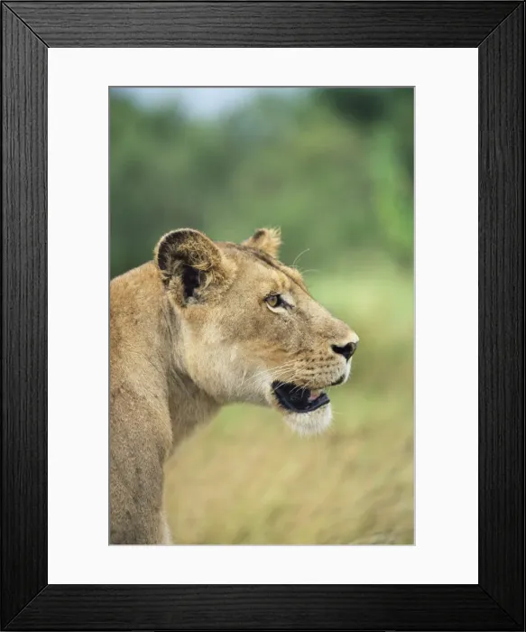 Framed Print : Lioness, Panthera leo Framed Print : Lioness, Panthera leo