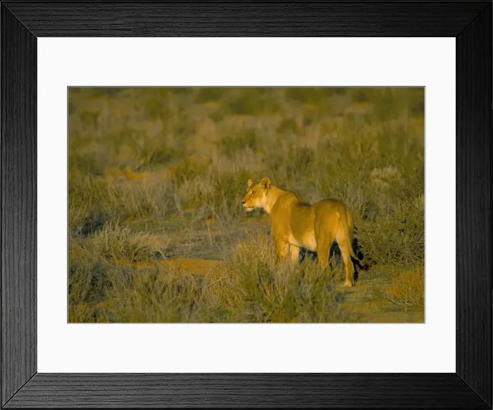 Framed Print : Lioness (Panthera leo) Framed Print : Lioness (Panthera leo)