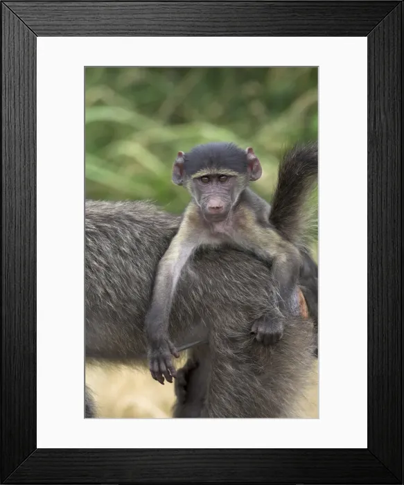 Framed Print : Young chacma baboon (Papio cynocephalus ursinus)