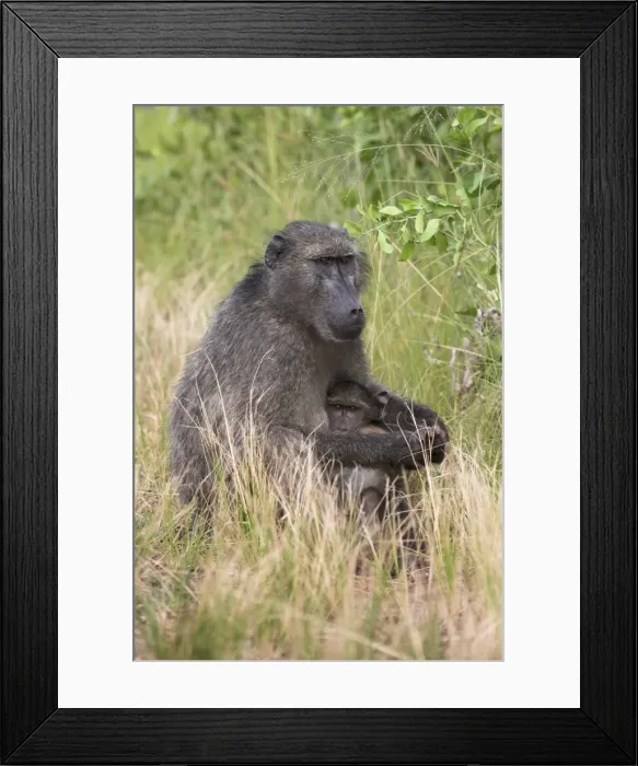 Framed Print : Chacma baboon (Papio cynocephalus) Framed Print : Chacma baboon (Papio cynocephalus)