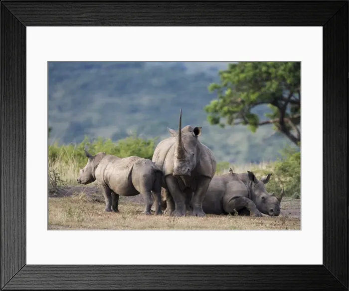 Framed Print : White rhinoceros (Ceratotherium simum)