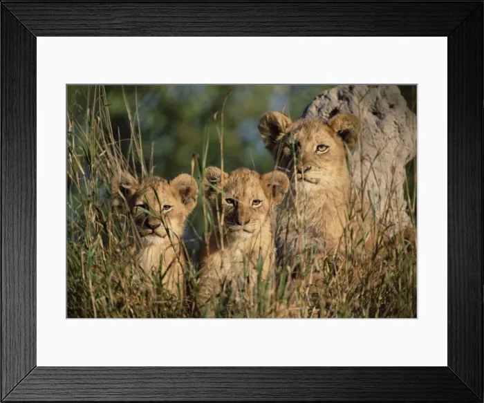 Framed Print : Lion cubs, Panthera leo Framed Print : Lion cubs, Panthera leo