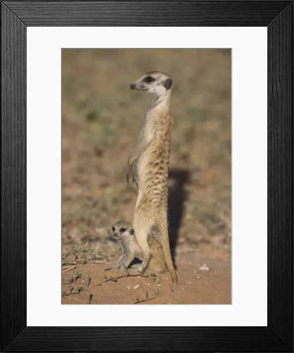 Framed Print : Meerka (Suricata suricatta) with young Framed Print : Meerka (Suricata suricatta) with young