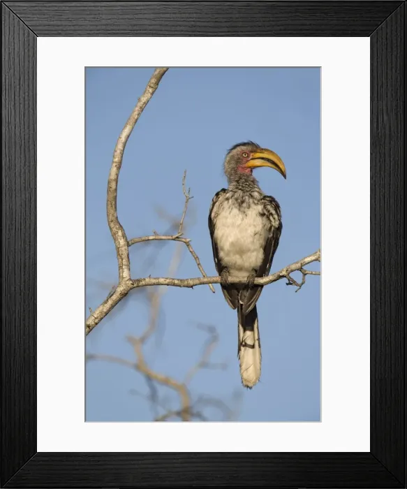 Framed Print : Yellowbilled hornbill (Tockus leucomelas) Framed Print : Yellowbilled hornbill (Tockus leucomelas)