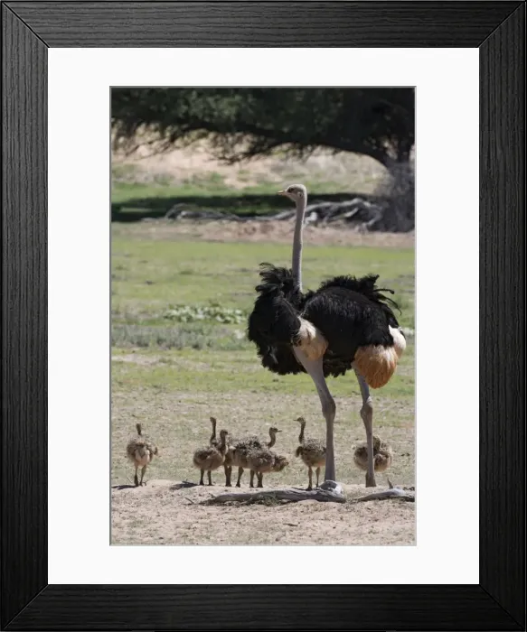 Framed Print : Ostrich (Struthio camelus) Framed Print : Ostrich (Struthio camelus)