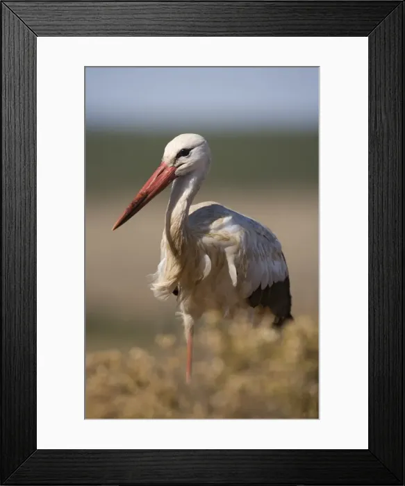 Framed Print : White stork (Ciconia ciconia) Framed Print : White stork (Ciconia ciconia)