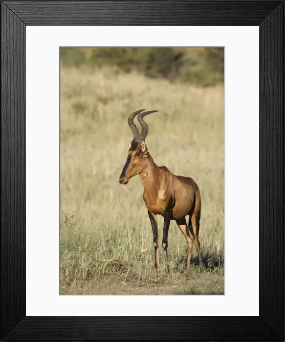 Framed Print : Red hartebeest (Alcelaphus buselaphus) Framed Print : Red hartebeest (Alcelaphus buselaphus)