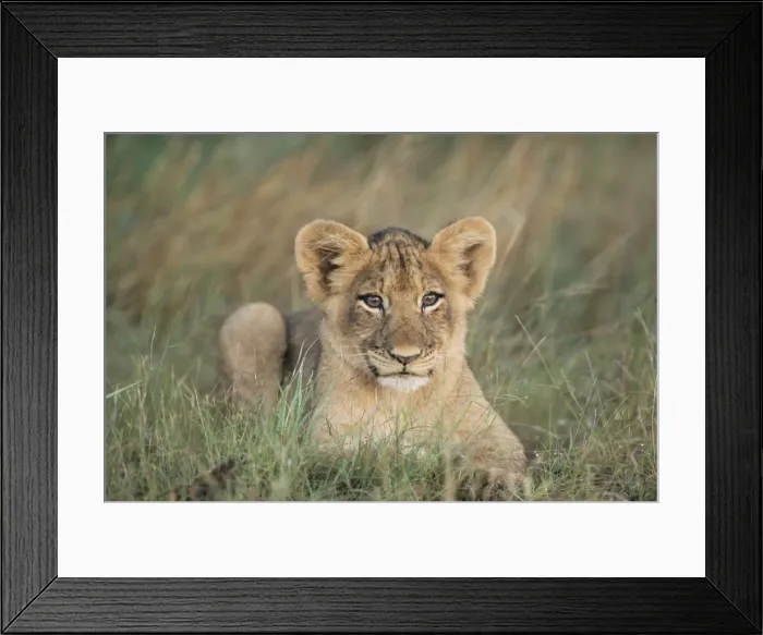 Framed Print : Lion cub, Panthera leo