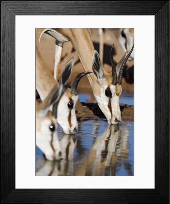 Framed Print : Springbok (Antidorcas marsupialis) Framed Print : Springbok (Antidorcas marsupialis)
