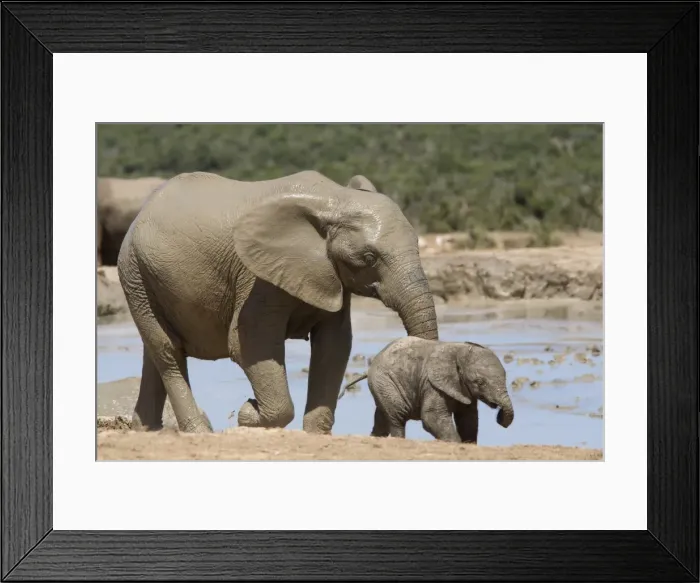 Framed Print : African elephant Loxodonta africana) with calf Framed Print : African elephant Loxodonta africana) with calf