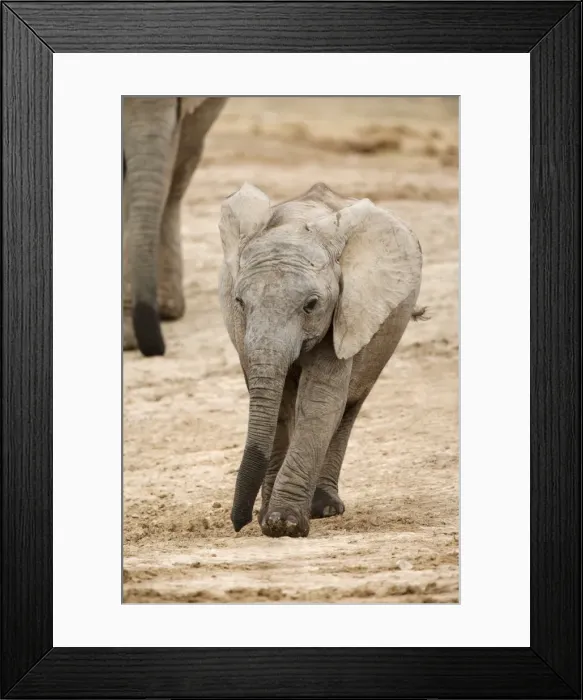 Framed Print : African elephant (Loxodonta africana) Framed Print : African elephant (Loxodonta africana)