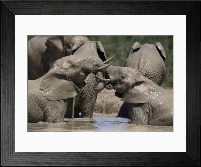 Framed Print : African elephant Loxodonta africana) in water Framed Print : African elephant Loxodonta africana) in water