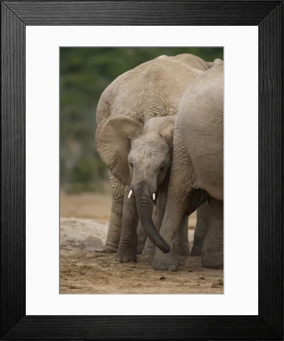 Framed Print : African elephant calf (Loxodonta africana) Framed Print : African elephant calf (Loxodonta africana)