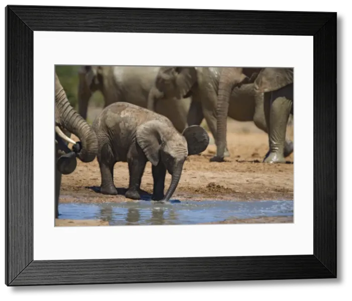 Framed Print : African elephant calf (Loxodonta africana) by water Framed Print : African elephant calf (Loxodonta africana) by water