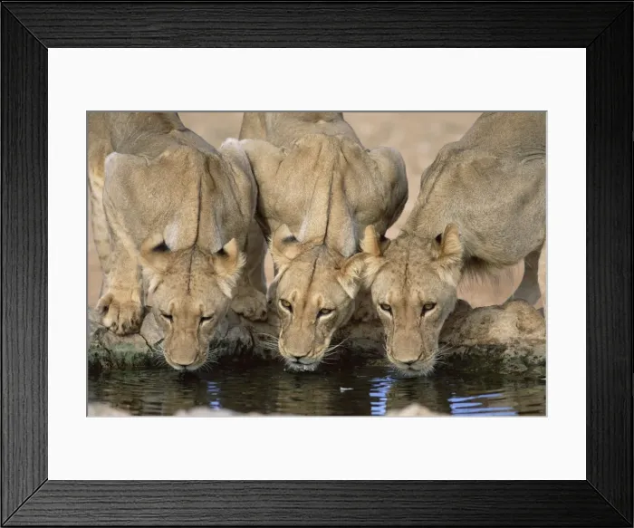 Framed Print : Lions drinking Framed Print : Lions drinking