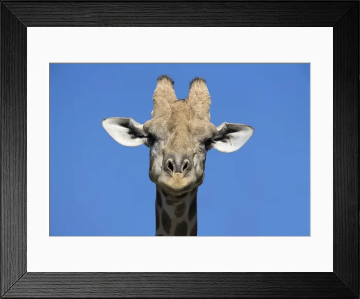 Framed Print : Giraffe (Giraffa camelopardalis) Framed Print : Giraffe (Giraffa camelopardalis)