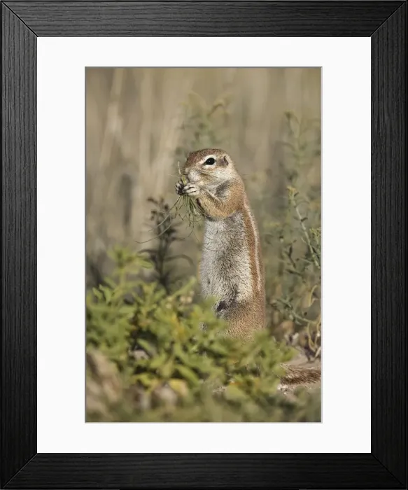 Framed Print : Ground squirrel (Xerus inauris) Framed Print : Ground squirrel (Xerus inauris)