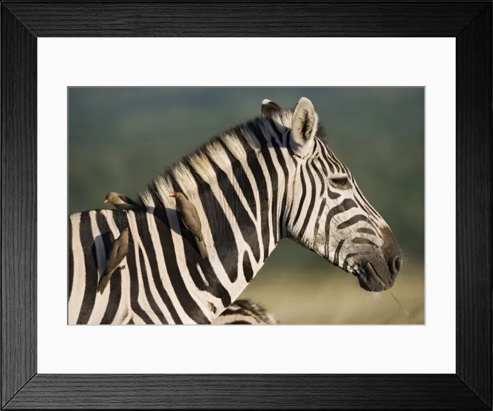 Framed Print : Burchells zebra (Equus burchelli) Framed Print : Burchells zebra (Equus burchelli)