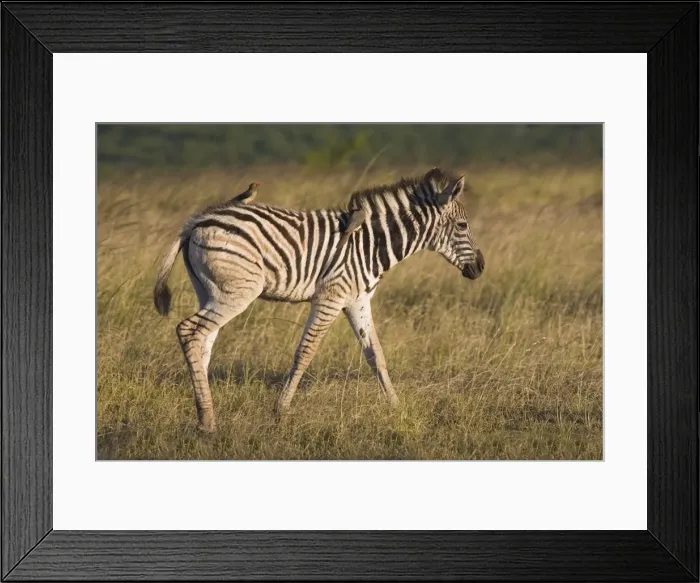 Framed Print : Burchells zebra foal (Equus burchelli) Framed Print : Burchells zebra foal (Equus burchelli)
