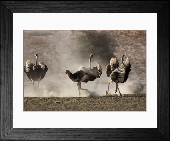 Framed Print : Ostrich (Struthio camelus) Framed Print : Ostrich (Struthio camelus)