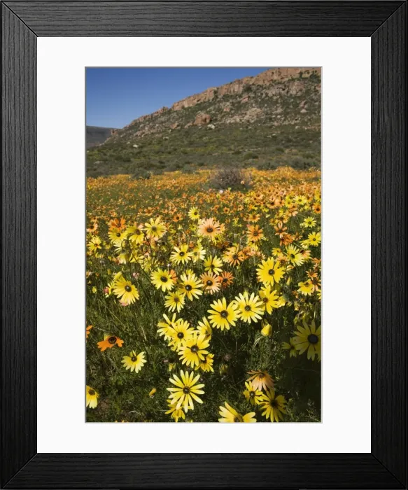 Framed Print : Annual spring wildlflower carpets Framed Print : Annual spring wildlflower carpets