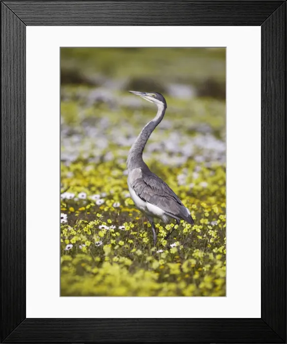 Framed Print : Blackheaded heron (Ardea melanocephala) Framed Print : Blackheaded heron (Ardea melanocephala)