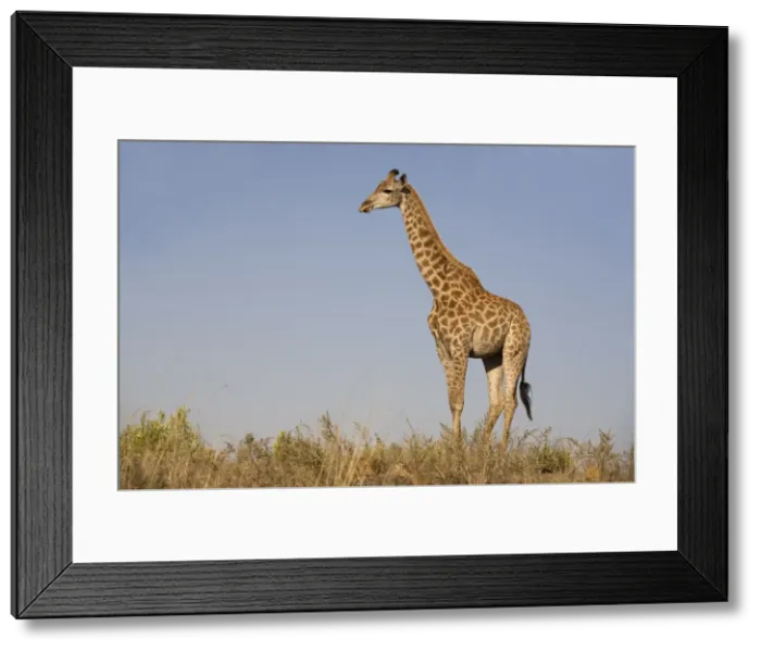 Framed Print : Giraffe (Giraffa camelopardalis) Framed Print : Giraffe (Giraffa camelopardalis)