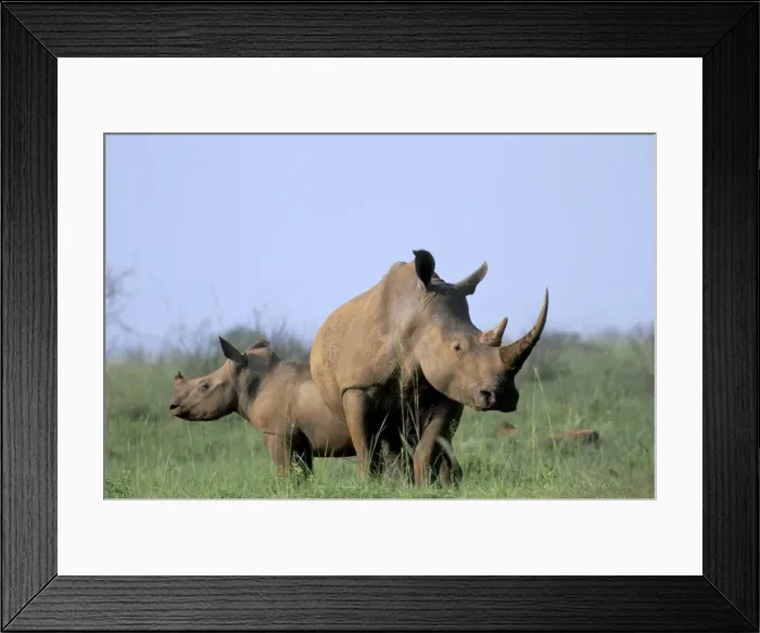 Framed Print : White rhino (Ceratherium simum) with calf Framed Print : White rhino (Ceratherium simum) with calf