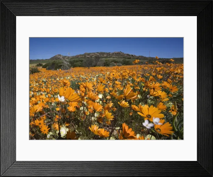 Framed Print : Namaqualand daisies (Dimorphotheca sinuata) Framed Print : Namaqualand daisies (Dimorphotheca sinuata)