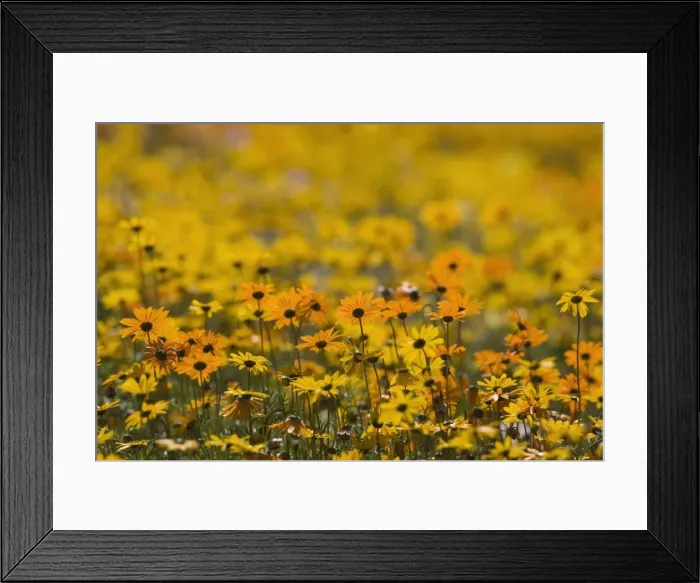 Framed Print : Namaqualand daisy (Dimorphotheca sinuata) Framed Print : Namaqualand daisy (Dimorphotheca sinuata)
