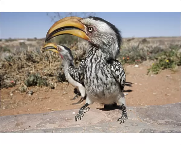 Southern yellowbilled hornbill (Tockus leucomelas)