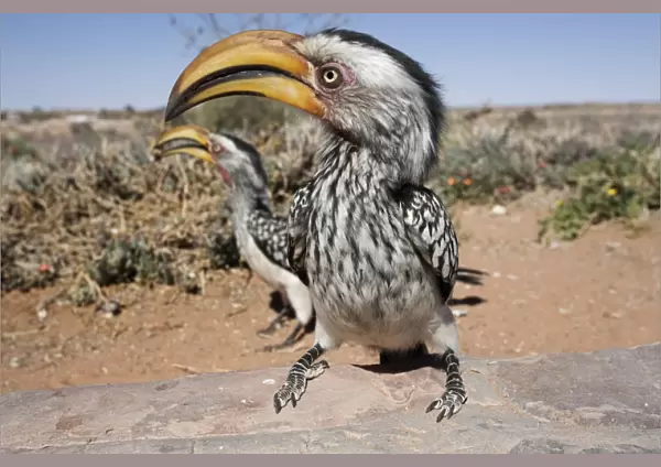 Southern yellowbilled hornbill (Tockus leucomelas)