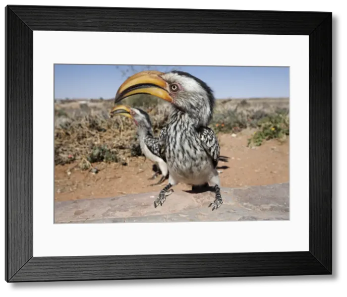 Framed Print : Southern yellowbilled hornbill (Tockus leucomelas) Framed Print : Southern yellowbilled hornbill (Tockus leucomelas)