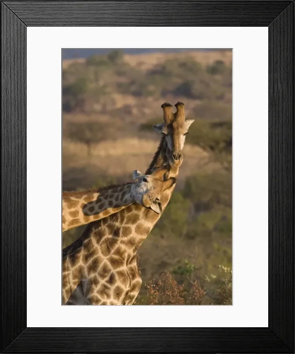 Framed Print : Giraffes necking (Giraffa camelopardalis) Framed Print : Giraffes necking (Giraffa camelopardalis)